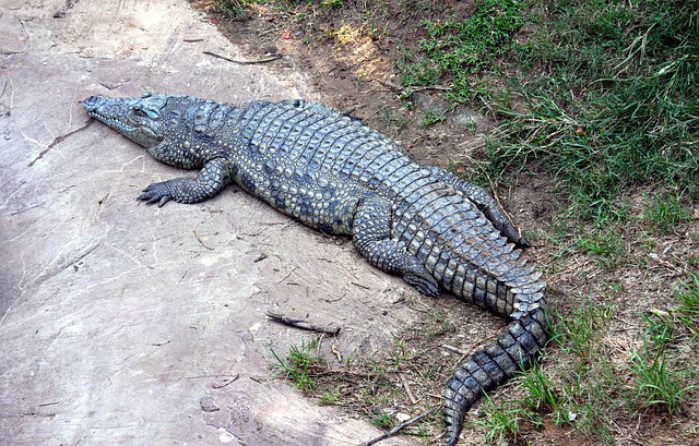 krokodýl na suchu