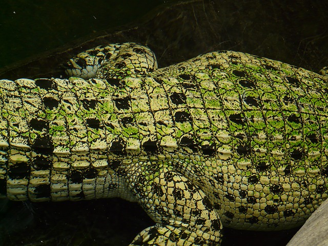 krokodýl - detail